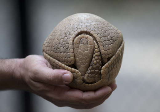 armadillo 